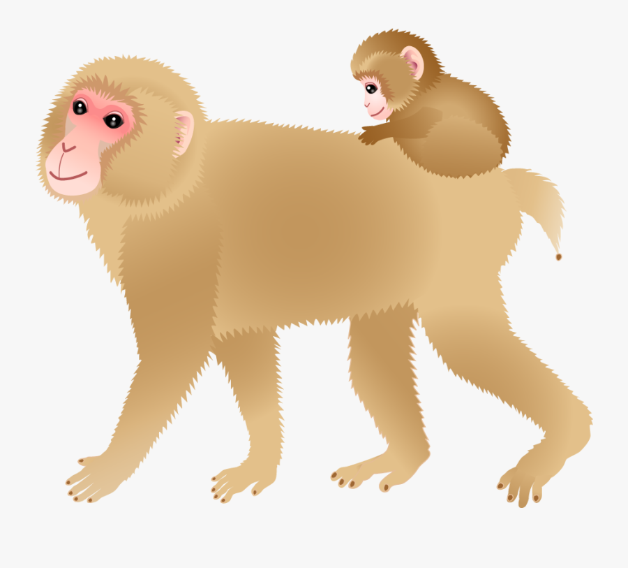 White-headed Capuchin, Transparent Clipart