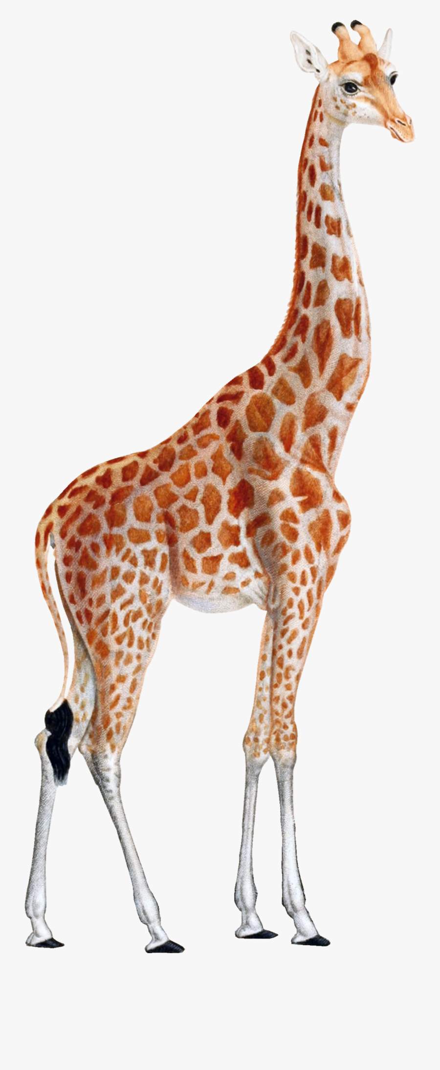 Leopard Animal Print Printing West African Giraffe - Giraffe Png, Transparent Clipart
