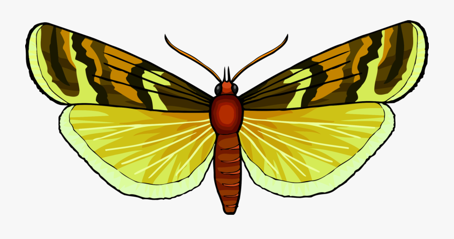 Butterfly,symmetry,moth - Brush-footed Butterfly, Transparent Clipart