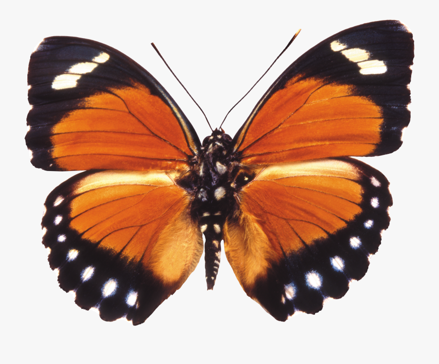 Butterfly Pics Transparent Background, Transparent Clipart