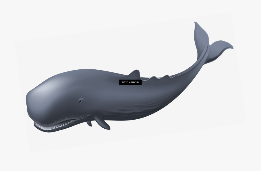 Whales , Png Download - W Is For Whale Flashcards, Transparent Clipart