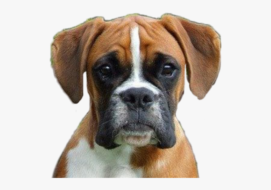 #dog #dogs #boxer #puppy #welpe #boxerpuppy #boxerwelpe - Dogs Boxer, Transparent Clipart