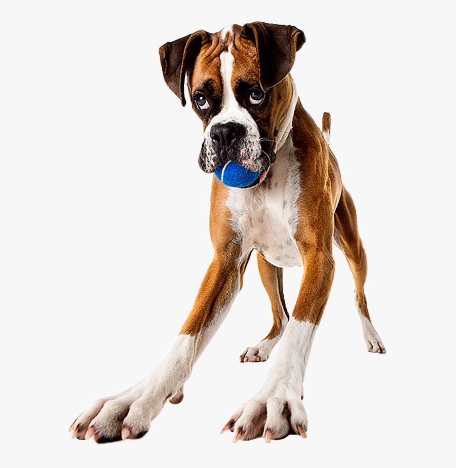 #boxerdog #boxer #dog #playful #ball #dogplaytime #playwithme - Boxer, Transparent Clipart