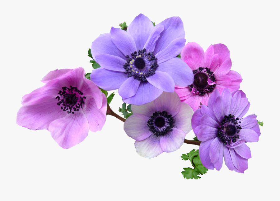 Purple Flower Cut Out, Transparent Clipart