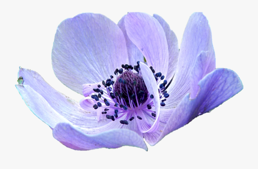 Clip Art Purple Anemones Flowers - Anemone Png, Transparent Clipart