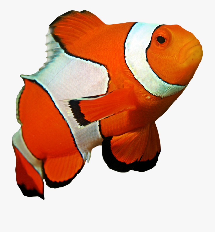 Ocellaris Clownfish Coral Reef Sea Anemone - Clown Fish Close Up, Transparent Clipart