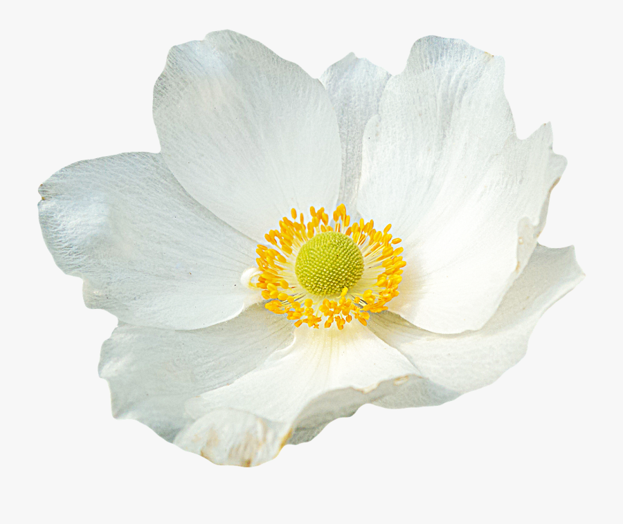 Laminated Poster Png Graphics Flower Anemone Clipping - Flowers On Clear Background, Transparent Clipart