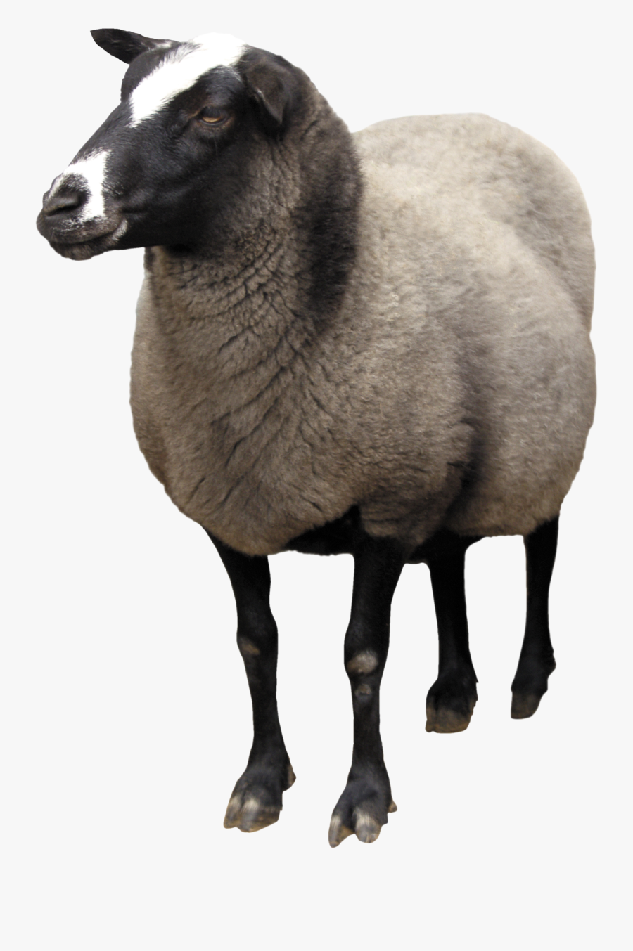 Sheep Png, Transparent Clipart