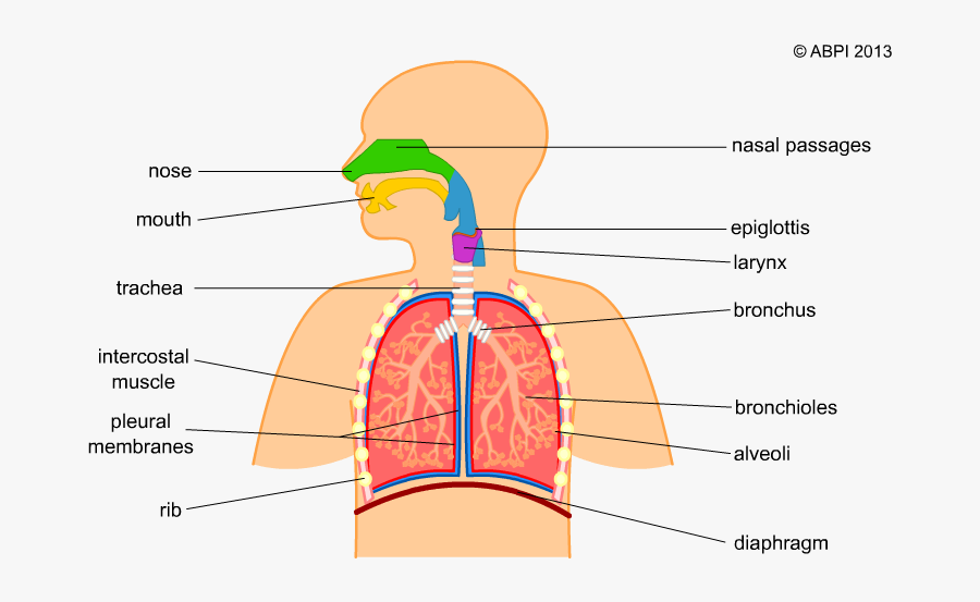Breathing And Asthma - Simple Human Respiratory System, Transparent Clipart