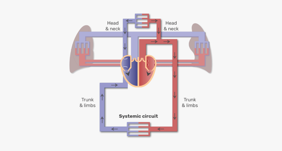 Systemic Circuit Animation Slide - 4 Major Blood Vessels Of The Heart ...