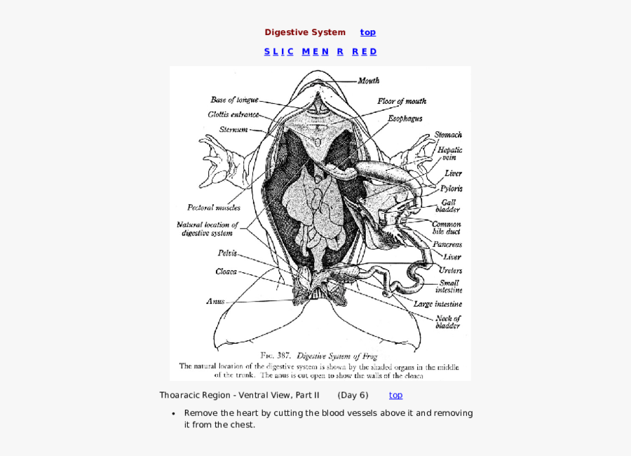 Frog Digestive System Diagram, Transparent Clipart