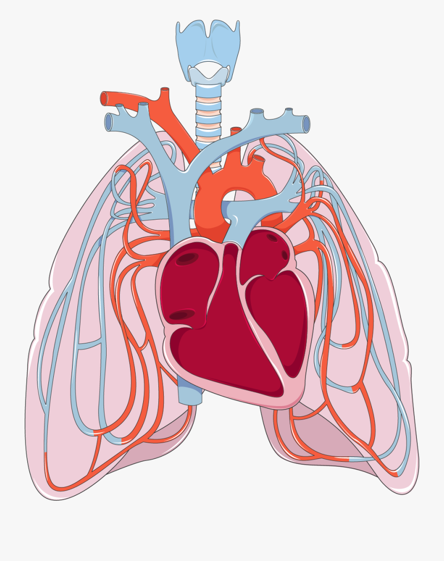 Circulation Cliparts - Heart And Lungs Transparent , Free Transparent