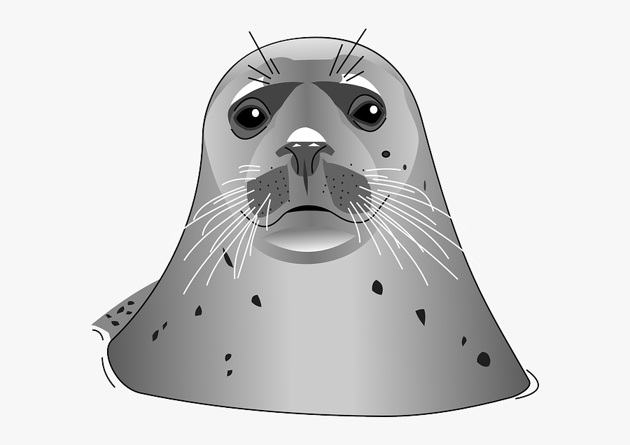 Now You Can Download Harbor Seal Transparent Png File - Transparent Seal Clip Art, Transparent Clipart