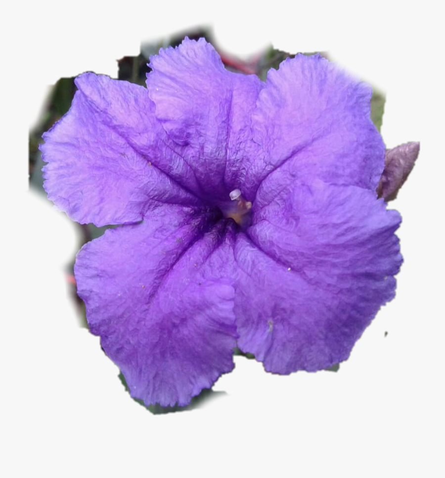 #petunia Mexicana #ruelia - Mexican Petunia, Transparent Clipart