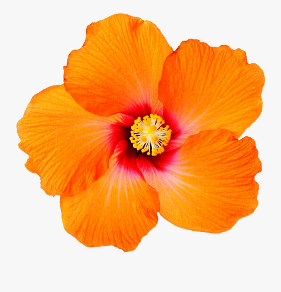 Clip Art Orange Hibiscus Flower - Transparent Orange Hibiscus Flower
