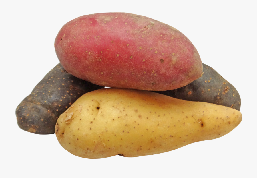 Potato, Fingerling, Rainbow, Potatoes, Png - Khoai Tây Png, Transparent Clipart