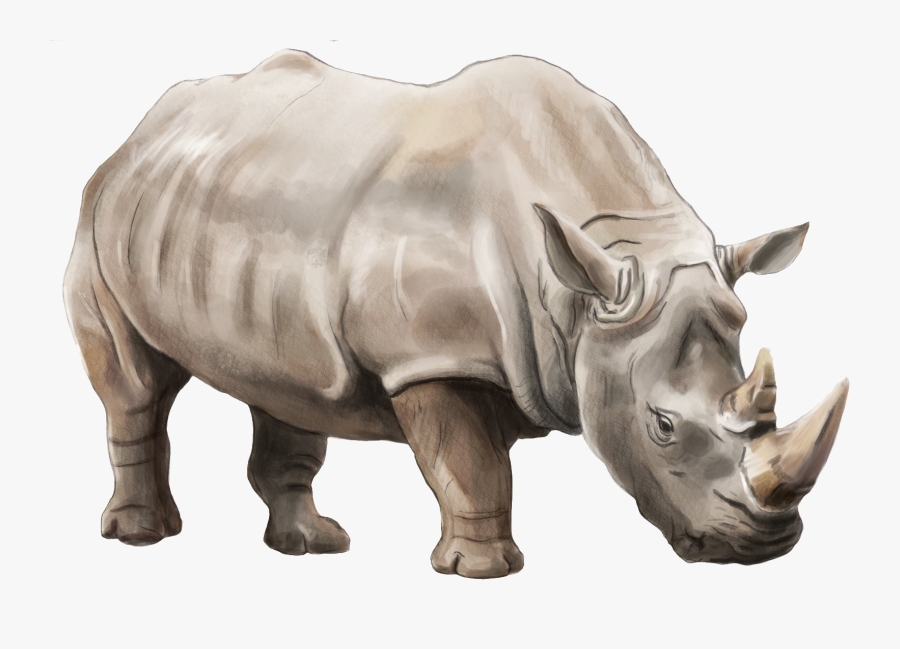 Rhino Png, Transparent Clipart