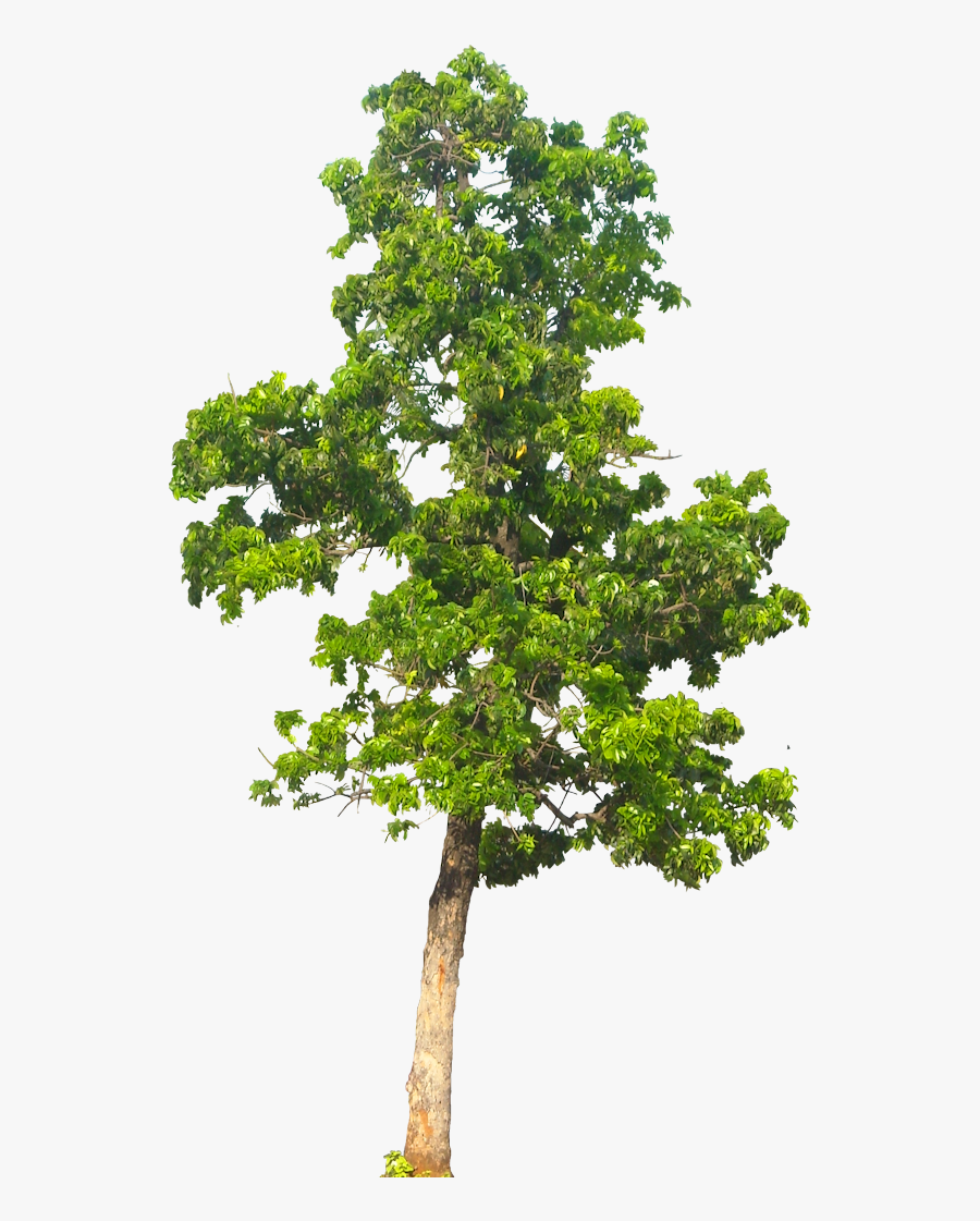 Hiding In A Tree Png - Tree Drawing Transparent Background , Free