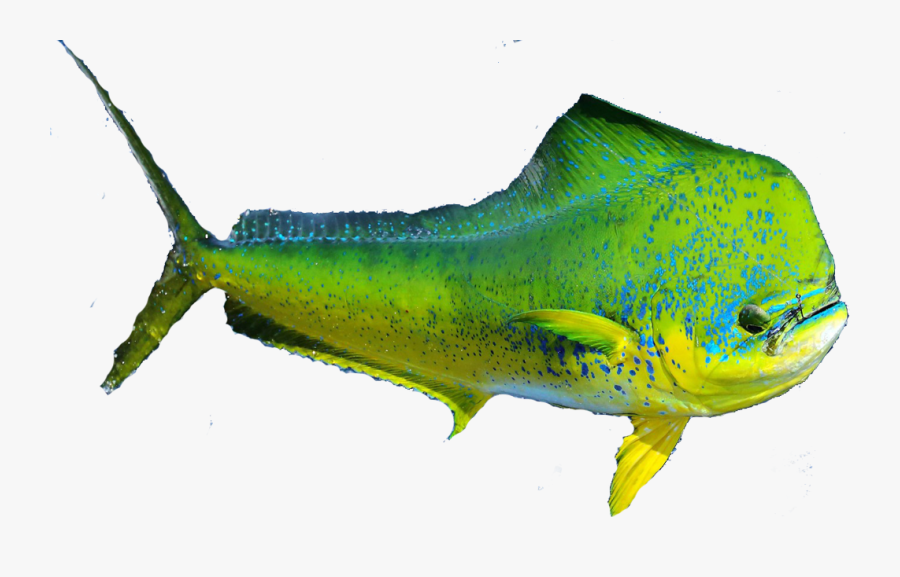 Transparent Biology Clipart - Mahi Mahi Dolphin With Transparent Background, Transparent Clipart