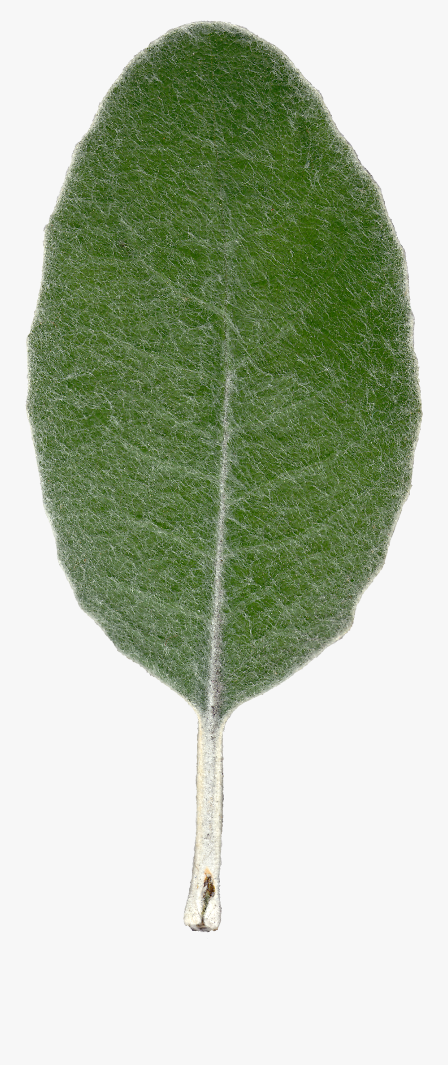 Plant Leaf Texture Front View By Hhh316 - Leaf Texture, Transparent Clipart