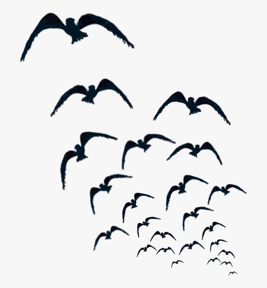 #birds #crows #krähen - Crow Png For Picsart, Transparent Clipart
