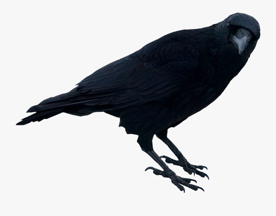 Black Crow Png , Free Transparent Clipart - ClipartKey
