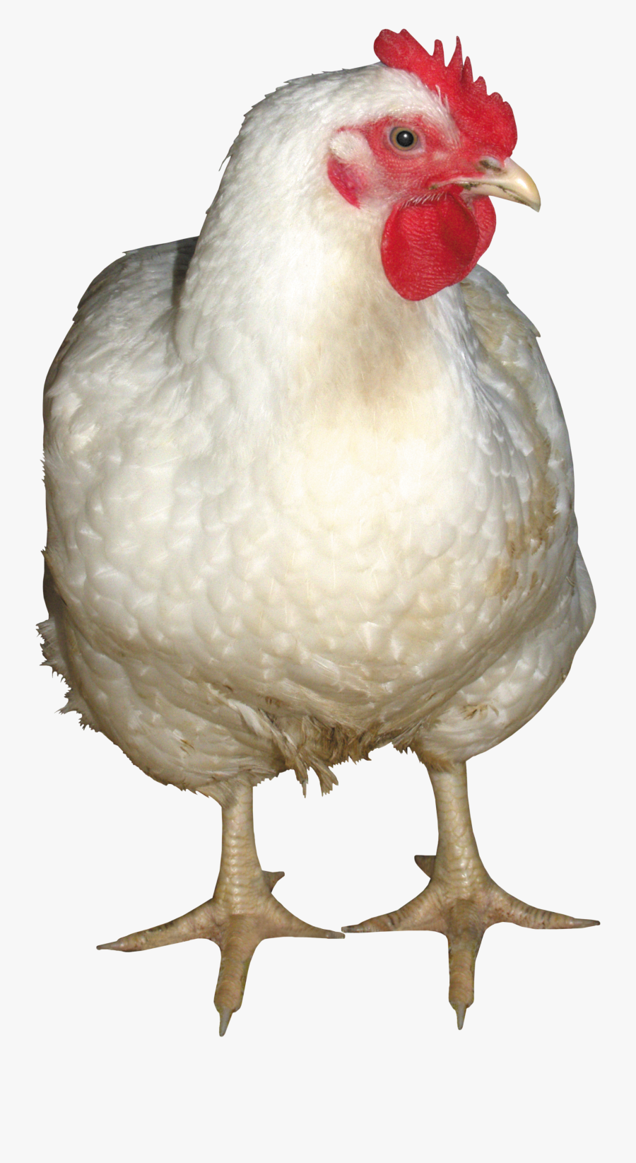 White Chicken Png Image - Chicken Png Transparent, Transparent Clipart