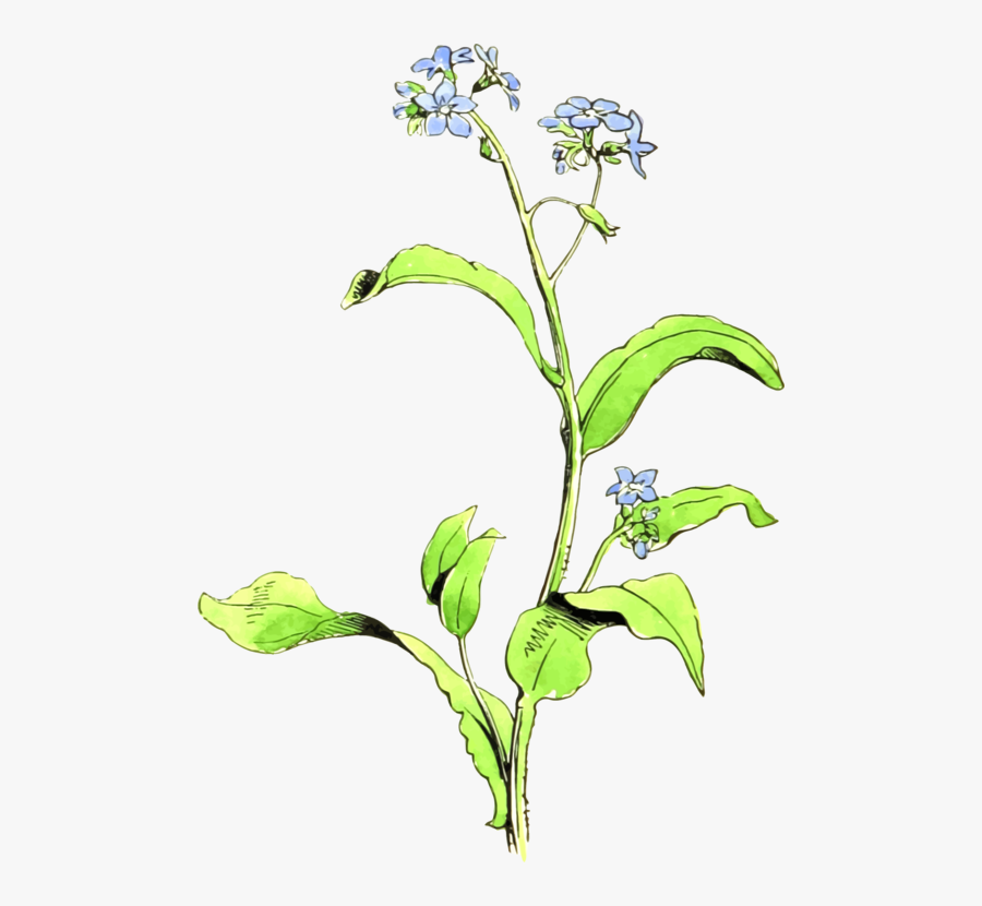 Plant,flora,leaf - Dayflower , Free Transparent Clipart - ClipartKey