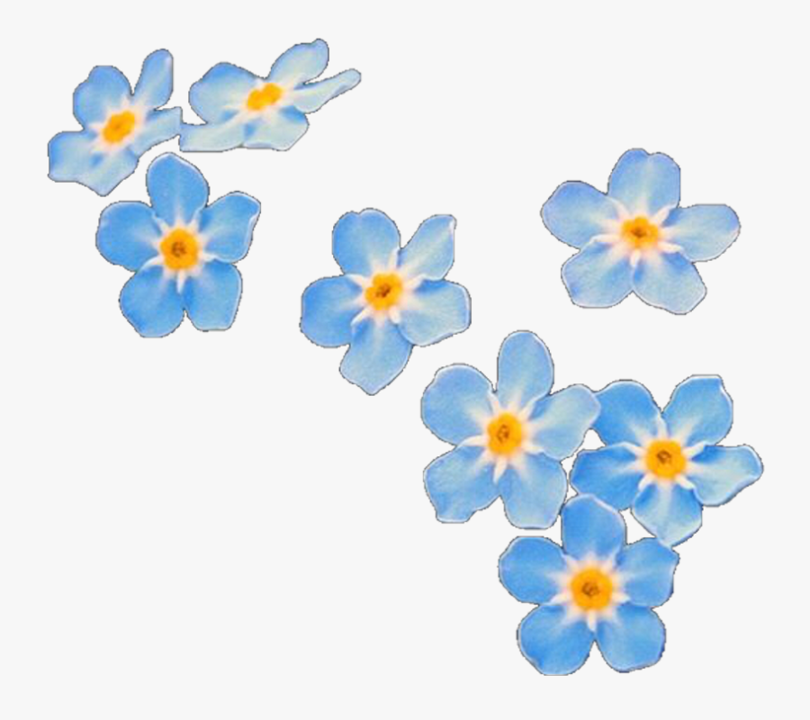 #overlay #overlays #flower #flowers #blue #editinghelp - Forget Me Not Flowers Transparent, Transparent Clipart