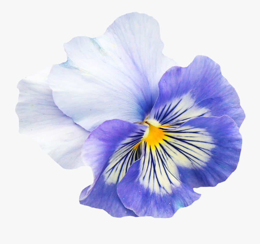 Transparent Pansy Clipart - Pansy Flower Png, Transparent Clipart
