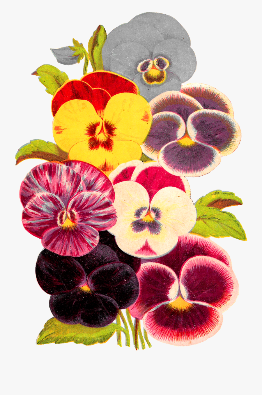 Flower Pansy Botanical Artwork Image Seed Catalog Illustration - Pansy, Transparent Clipart