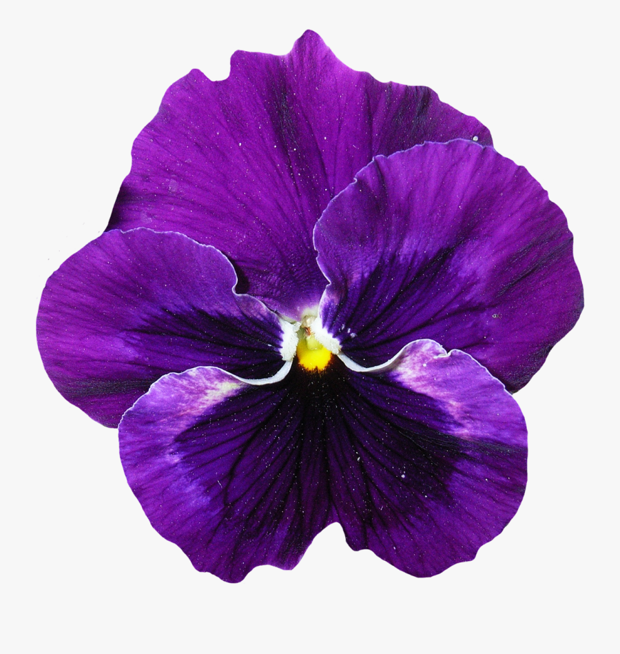 Pansy Flower Png Image - Purple Flower Png, Transparent Clipart