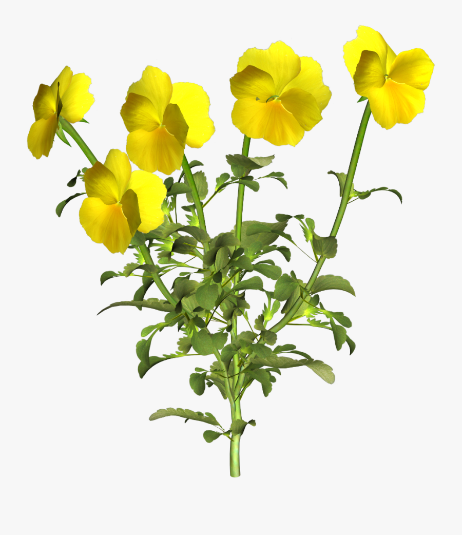 Transparent Pansy Png - Pansy Yellow Png, Transparent Clipart