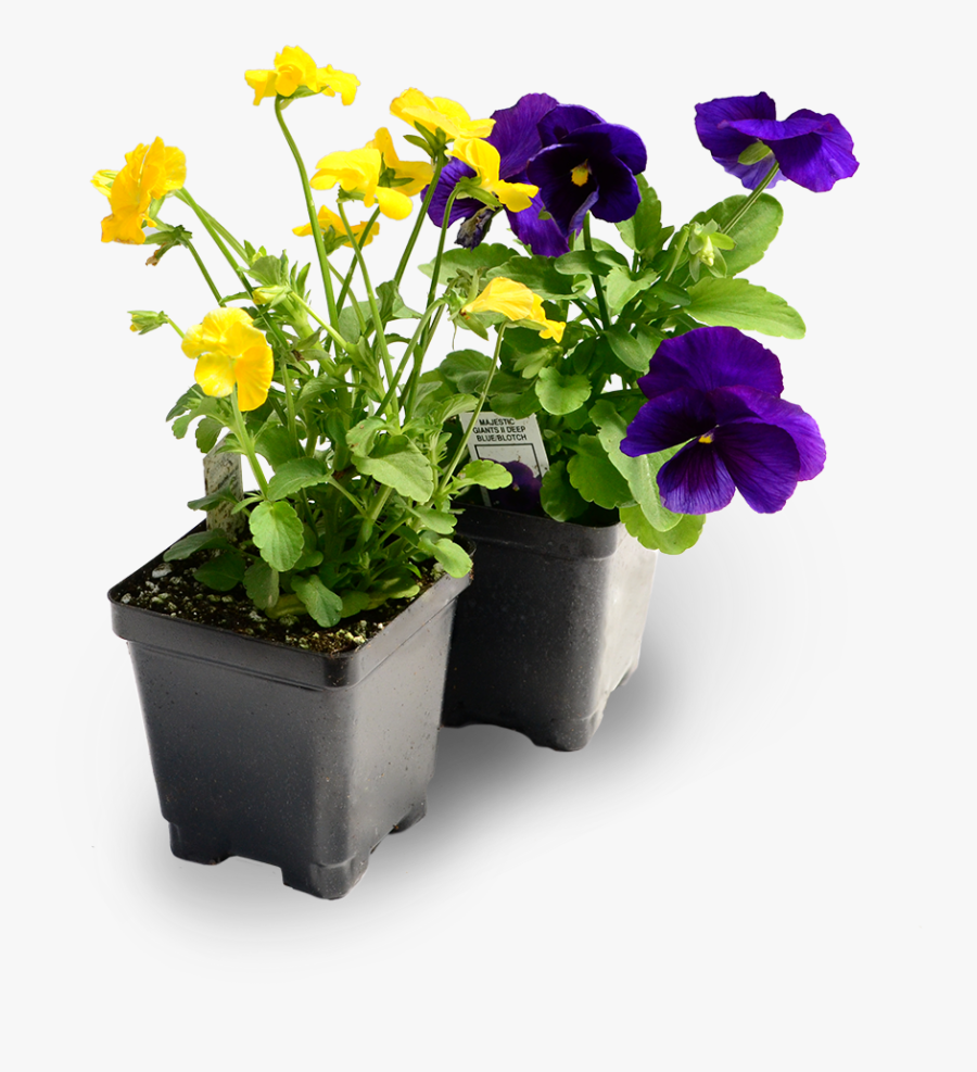 Transparent Pansy Png, Transparent Clipart