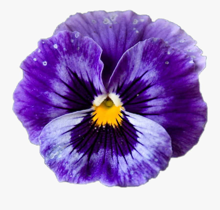 #pansy #viola #purple #blossom #flower - Pansy, Transparent Clipart
