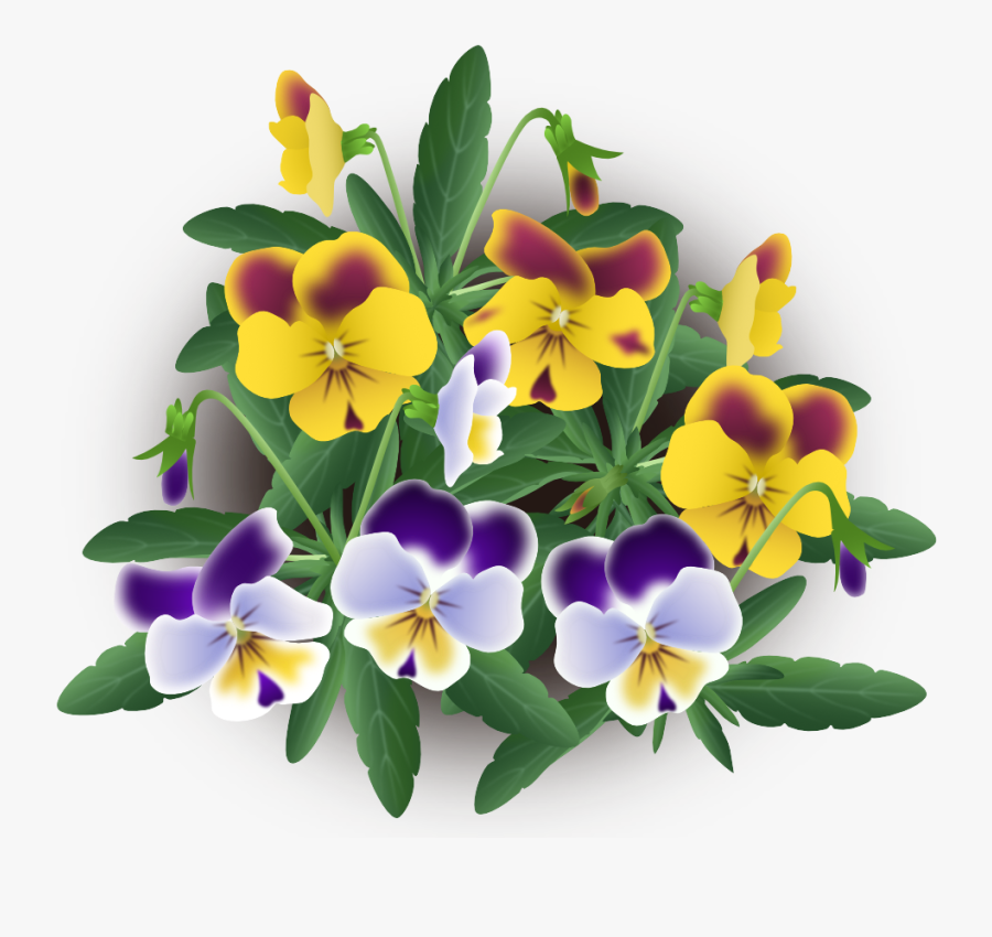 Well, They Come In So Many Colours - Pansy, Transparent Clipart