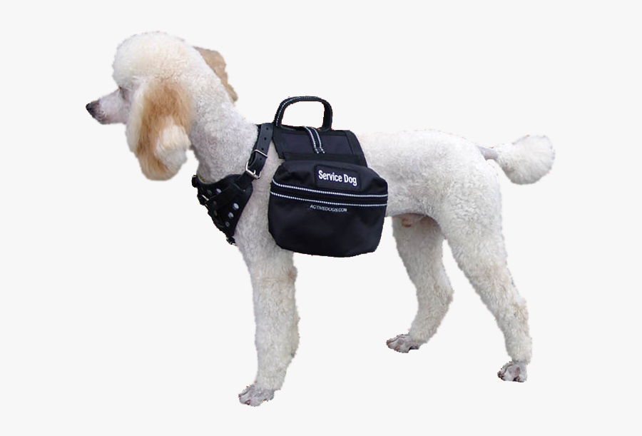 Service Dog Png - Companion Dog, Transparent Clipart
