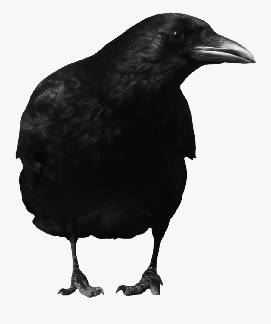 Crow Png, Transparent Clipart