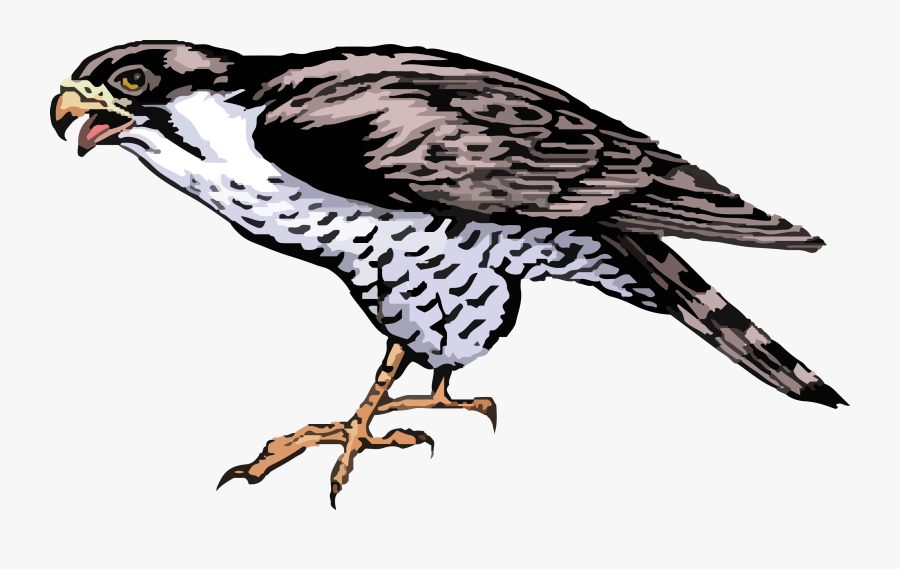 Cartoon Images Of Falcon, Transparent Clipart