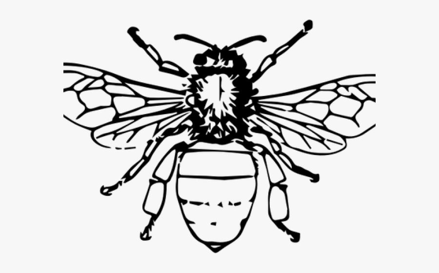 Honey Bee Illustration - Honey Bee Drawing Png, Transparent Clipart
