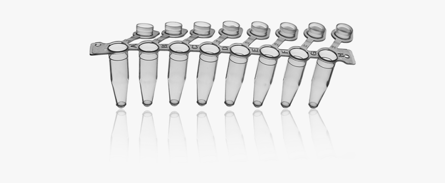 Polymerase Chain Reaction, Transparent Clipart