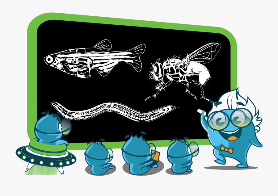 Mascot Rare Species - Antibody Fish, Transparent Clipart
