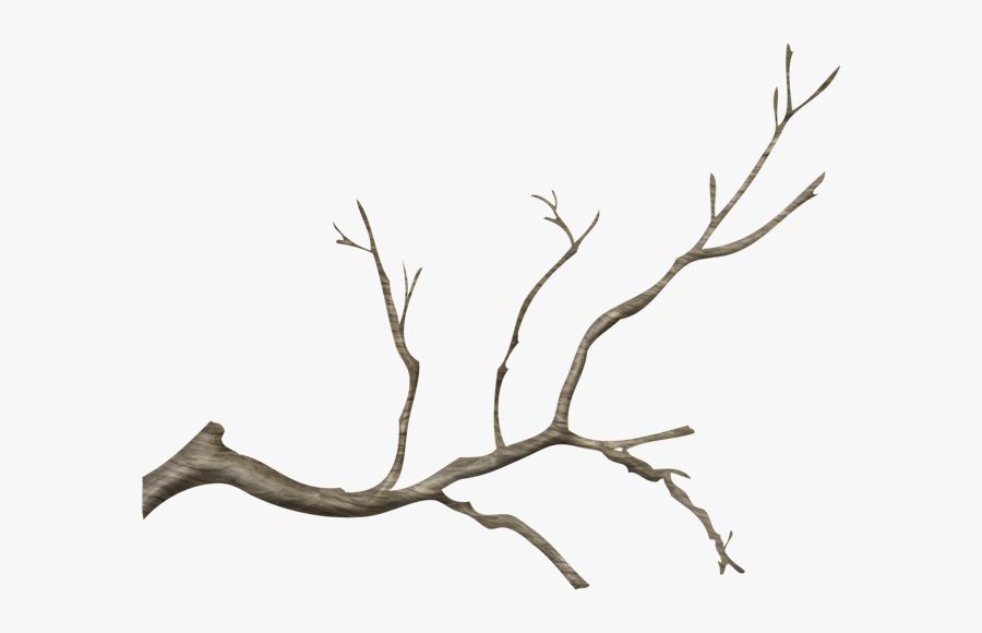 Jpg Free Stock Branch Transparent Tree Limb - Tree Branch Png, Transparent Clipart