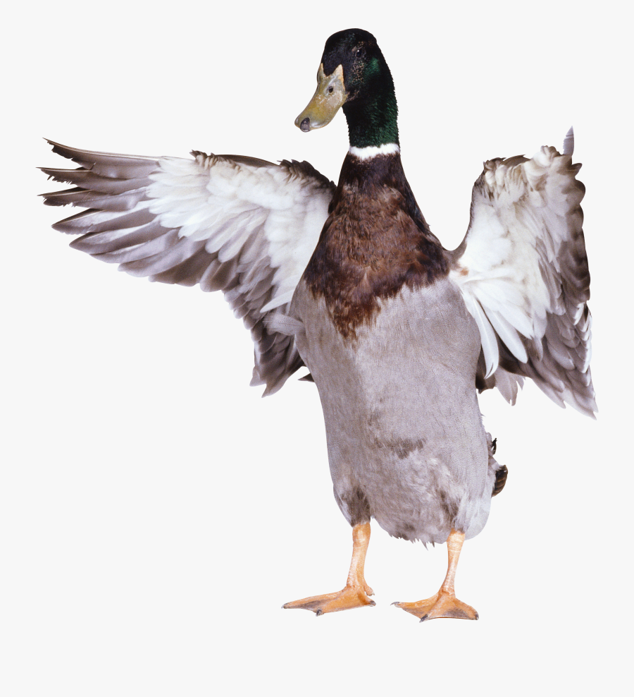 Duck With Wings Out, Transparent Clipart