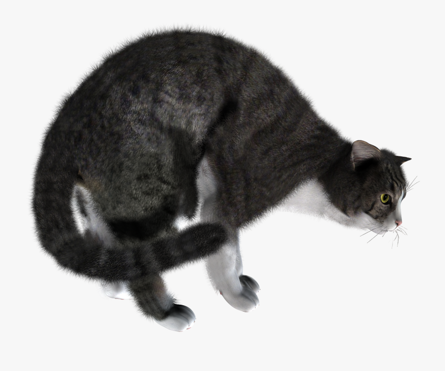Cat, Transparent Clipart