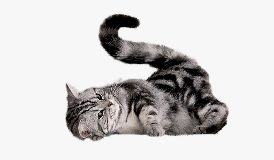 43 Cat Png Image Download Picture Kitten - Transparent Black And White Cat, Transparent Clipart