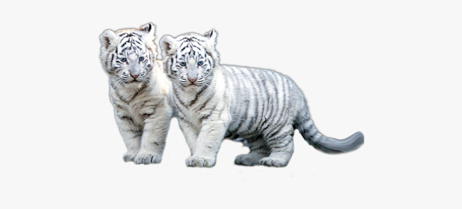 Baby White Tiger Gif, Transparent Clipart