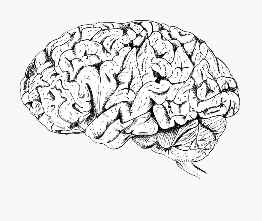 Transparent Brain Png, Transparent Clipart