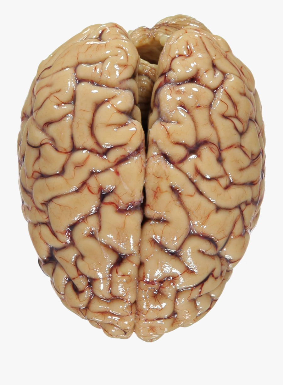 Brain Png Transparent Images - Albert Einstein Brain, Transparent Clipart