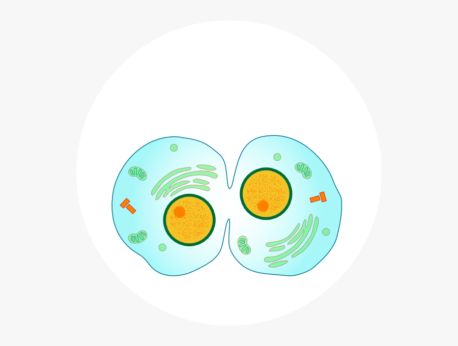 Clip Art Animal Cell - Mitosis Png, Transparent Clipart